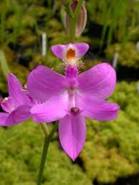 Calopogon pink flower.jpg